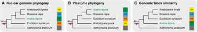 Genomic Blocks in Aethionema arabicum Support Arabideae as Next Diverging Clade in Brassicaceae